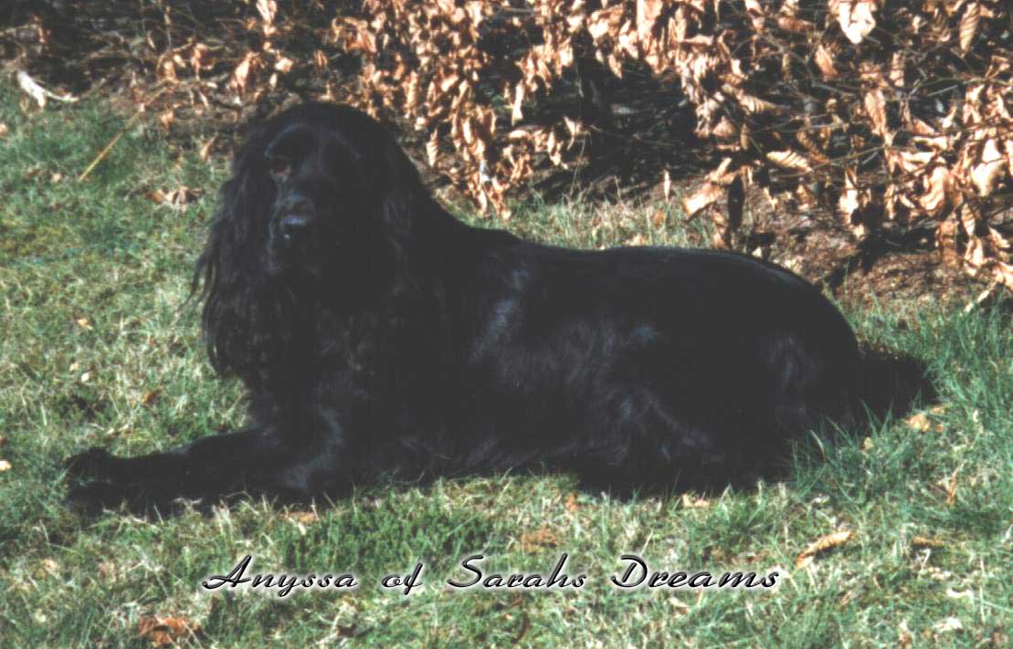 Anyssa of Sarahs Dreams